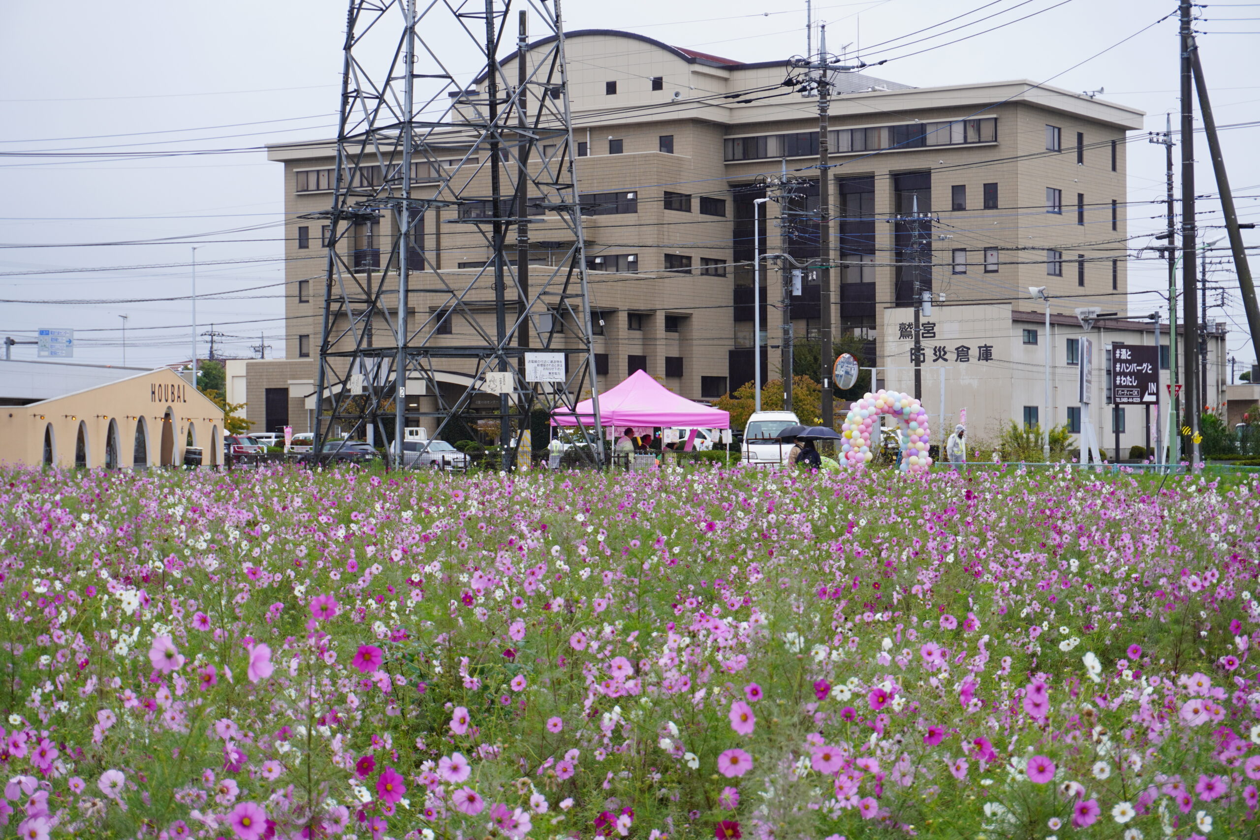 コスモスフェスタの様子1